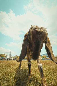 Goat standing on field against sky