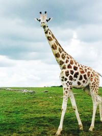 View of giraffe against sky