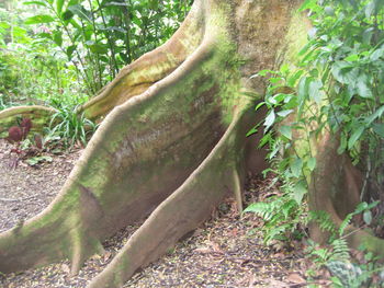 Close-up of tree in forest