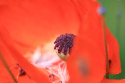 Close-up of red flower