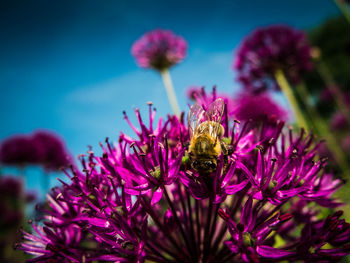 Close-up of bee pollinating on pink flower