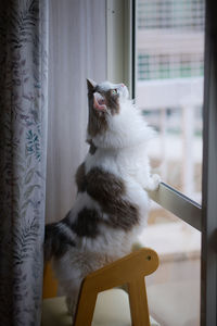 White cat standing on chair looking out of the window