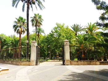 Palm trees by swimming pool against clear sky