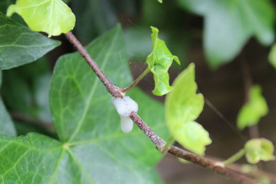 Close-up of snow on plant during winter