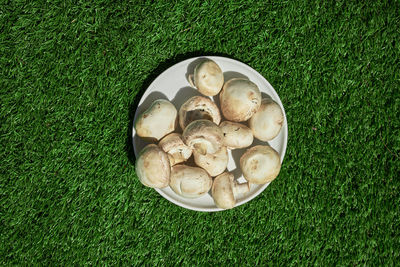 High angle view of mushrooms in plate on field