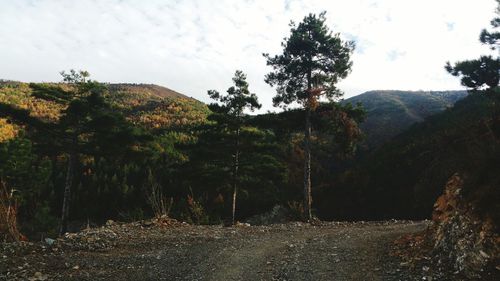 Trees in forest against sky