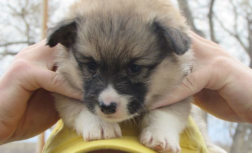 Close-up of corgi puppy