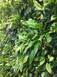 Full frame shot of plants
