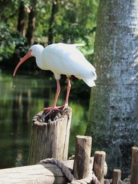 Close-up of bird perching on wooden post