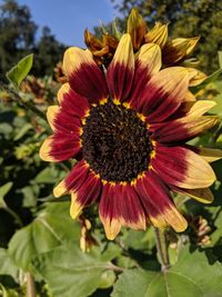 Close-up of red flower