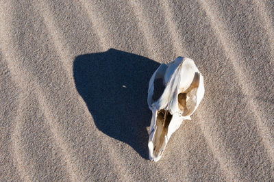 Directly above shot of animal skull at beach