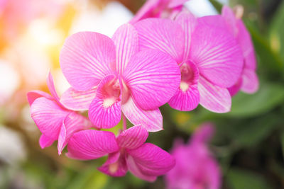 Close-up of pink flowering plant