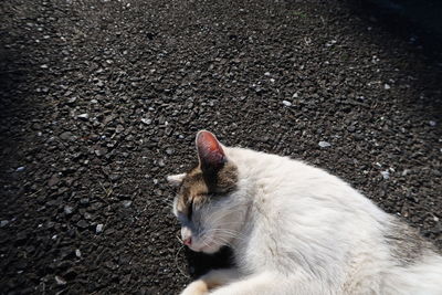 Cat sitting on street