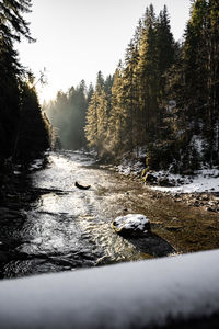 Surface level of stream flowing in forest