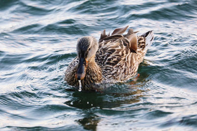 Duck swimming in lake