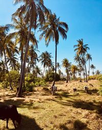 Palm trees on field against sky