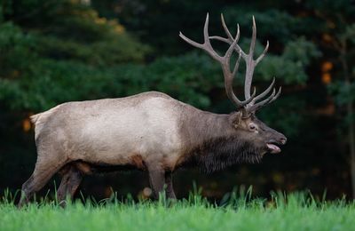 Moose walking on field