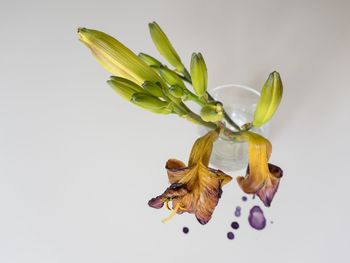 Close-up of flower plant against white background