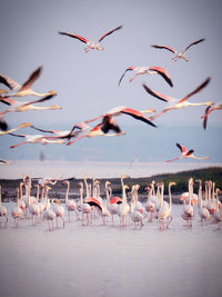 Flock of seagulls flying over sea