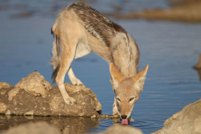 Close-up of horse drinking water