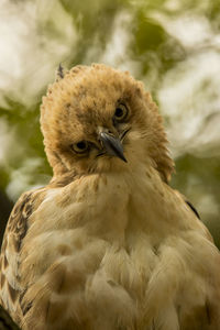 Close-up of a bird