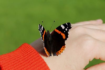 Close-up of butterfly on leaf