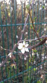 Close-up of white flowers