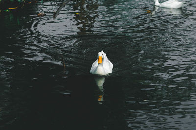 High angle view of swan swimming in lake