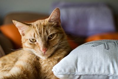 Close-up portrait of a cat