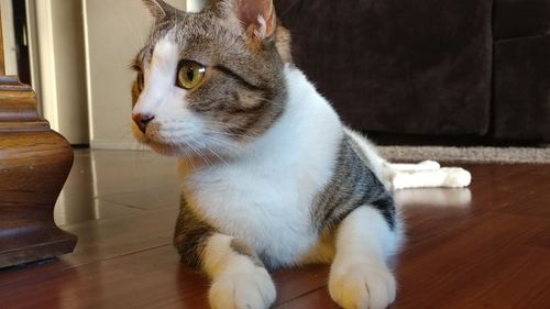 Portrait of cat sitting on hardwood floor at home