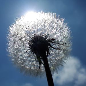 Low angle view of dandelion on plant against sky