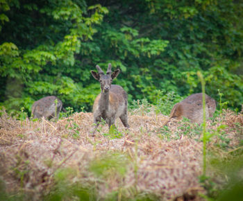 Sheep in a forest