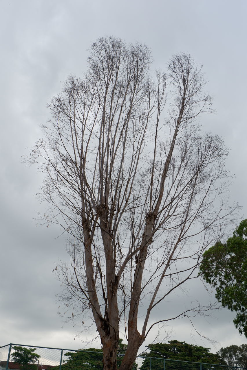 LOW ANGLE VIEW OF BARE TREE ON FIELD AGAINST SKY