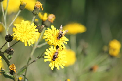 Close-up of bee on yellow flower