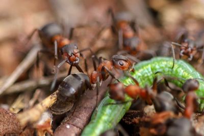 Close-up of ant on leaf