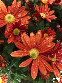 Close-up of wet red flowering plant