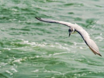 Seagull flying over sea