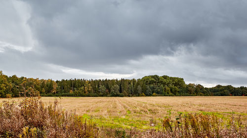 Scenic view of agricultural field against sky