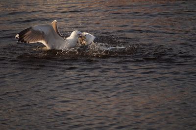 Birds in sea