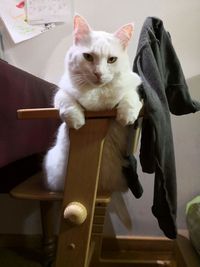 Portrait of cat sitting on table at home