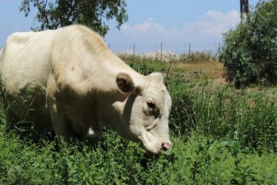 Cows in a field