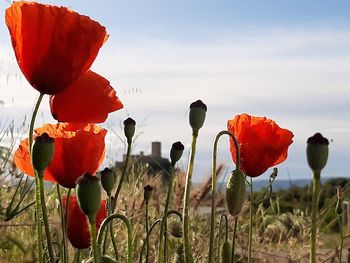 Close-up of red poppy flowers growing on field against sky