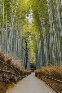 Dirt road amidst bamboo forest