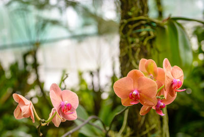 Pink flowers blooming outdoors