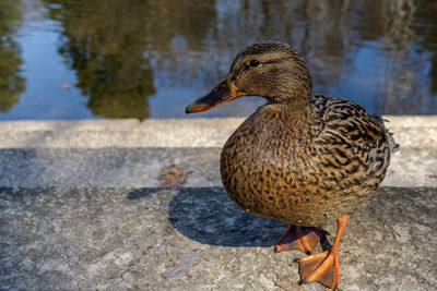 Close-up of a duck