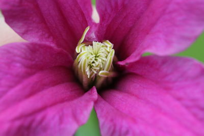 Close-up of pink flower