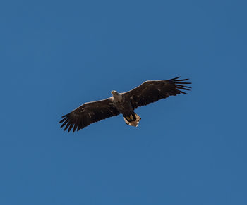 Low angle view of eagle flying in sky