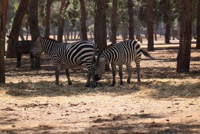 Zebras standing on grassland