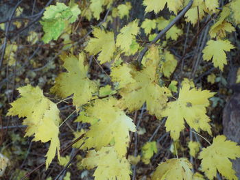 Close-up of yellow leaves on plant