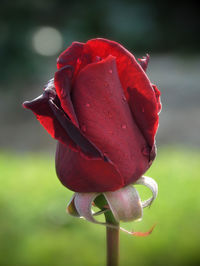 Close-up of red rose